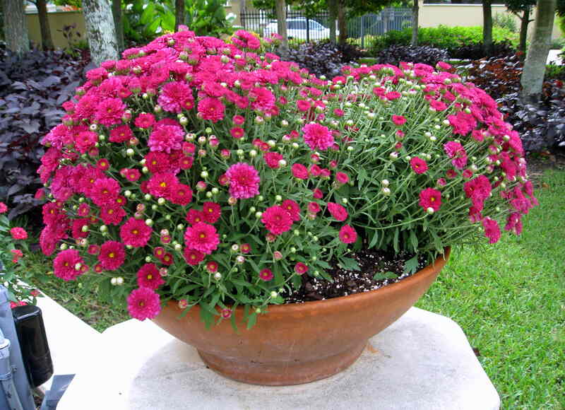 Dark pink flowers in a terracotta flower pot