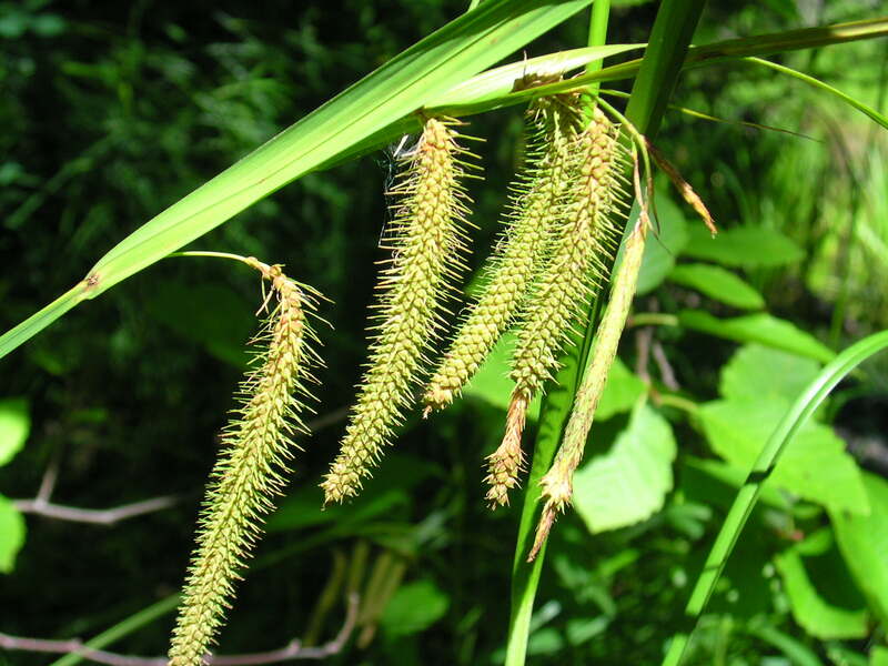 closeup of Fringed Sedge plant