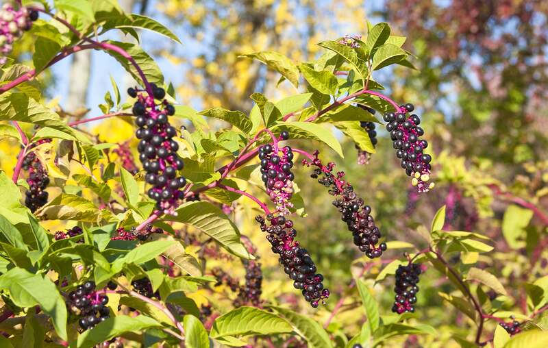 Inkberry plant