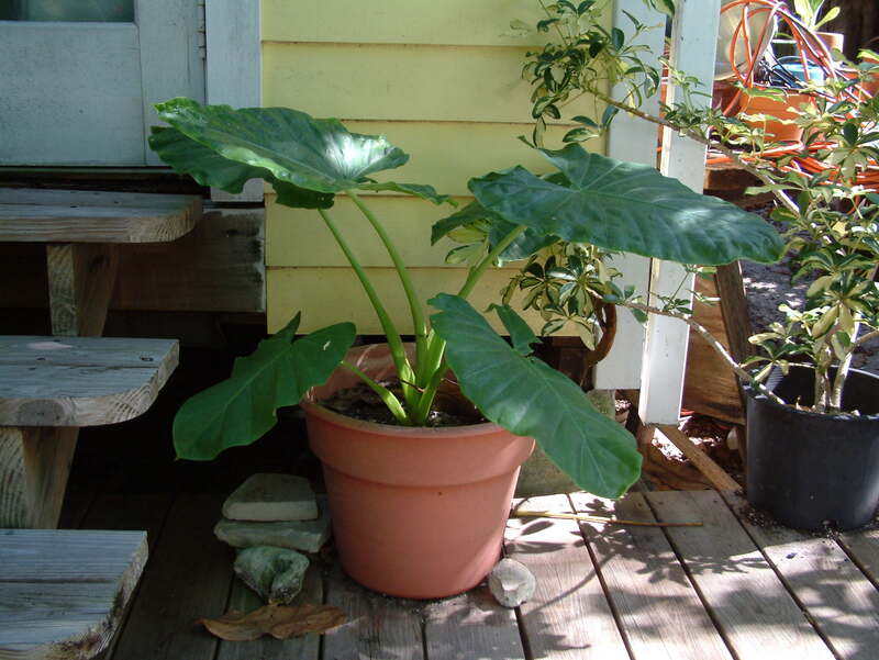 Key West Landscaping Ideas for Your Home