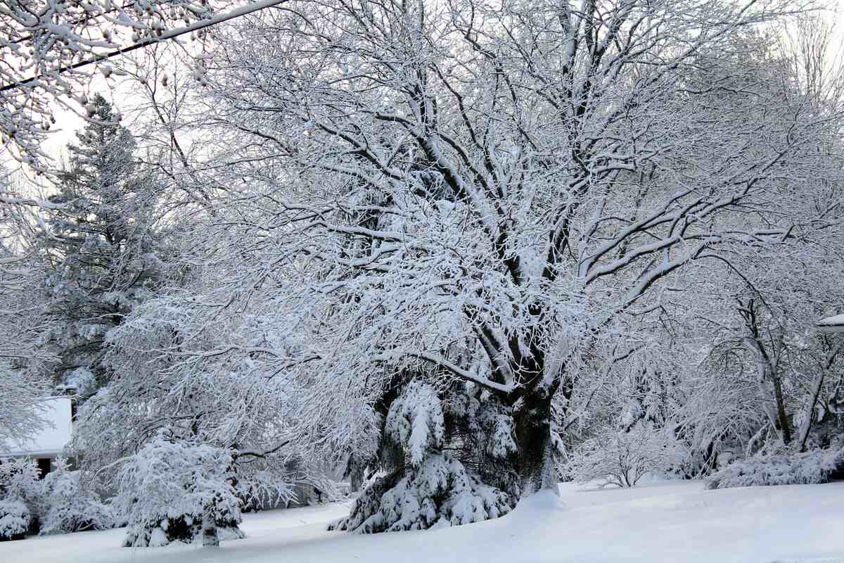 A snow-covered yard in Michigan