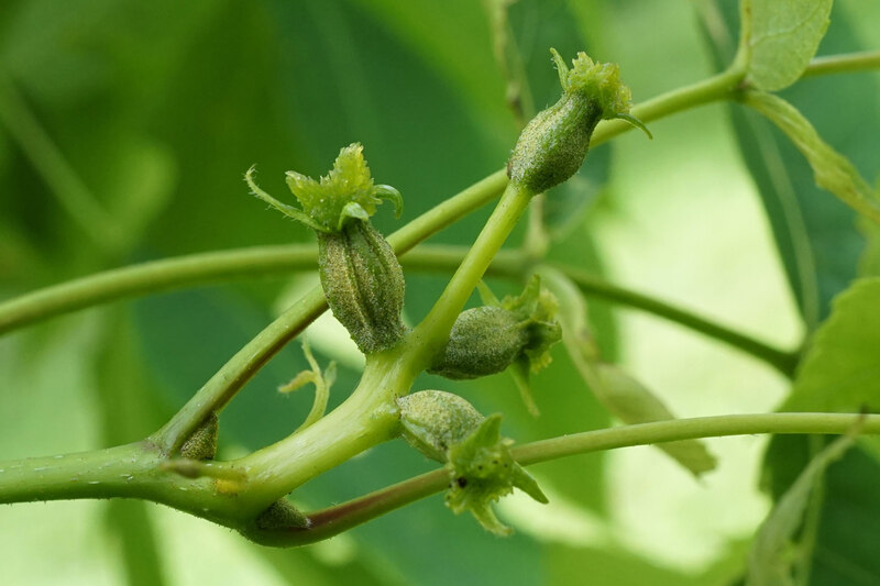 closeup of Pignut Hickory plant