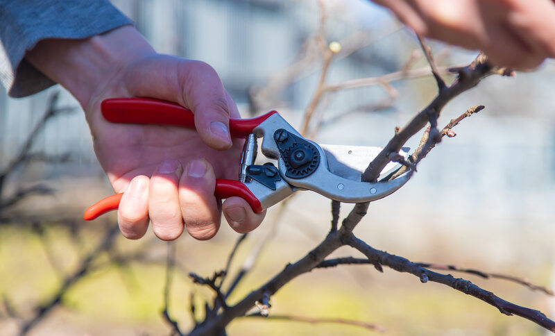 Closeup of someone pruning bare tree branches