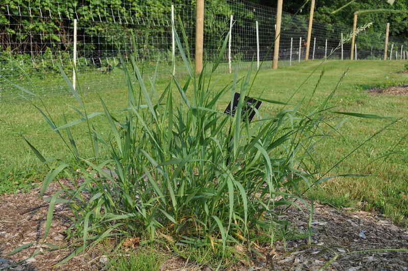 Quackgrass or Elytrigia repens