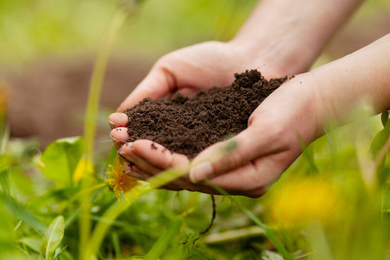 Person holding soil in hands above a lawn