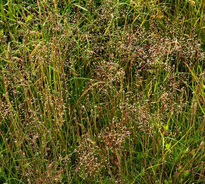 closeup of Wavy Hairgrass