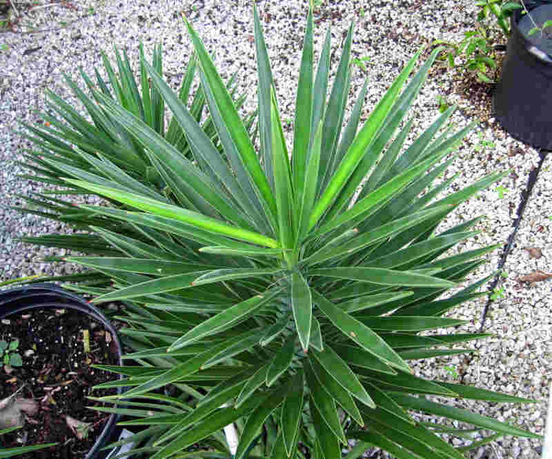 Yucca aloifolia on gravel