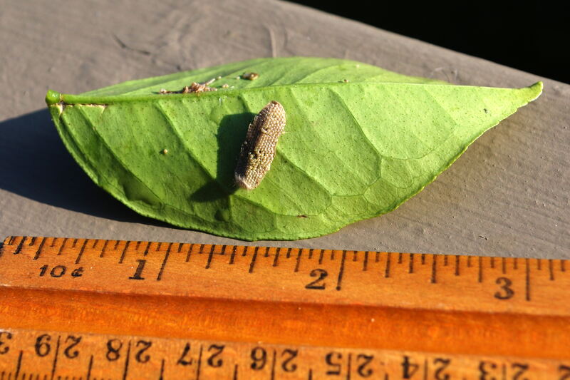Citrus: Armyworm moth, egg mass