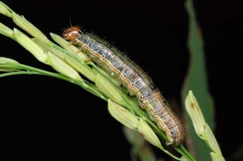 armyworm sitting on a leaf