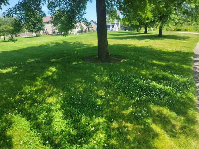 green space with white clover and shade from trees