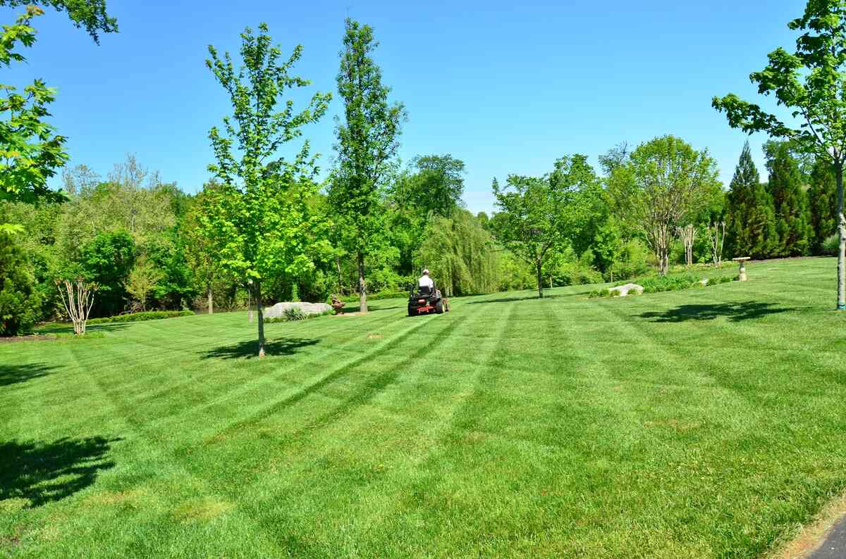 Healthy Lawn