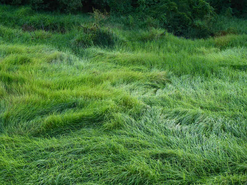 green grass in meadow after storm
