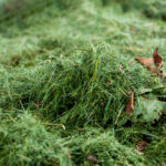 Mulching vs. Bagging Grass Clippings