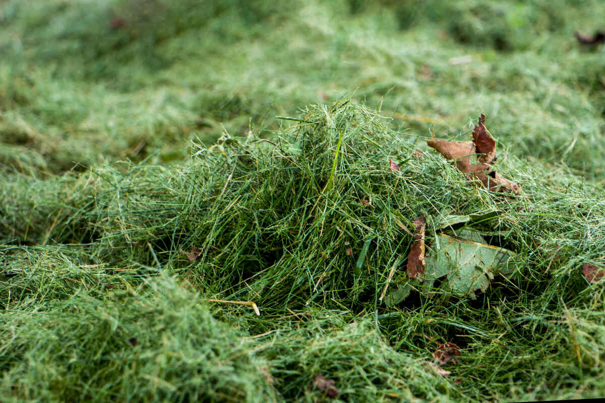 A close-up view of a pile of freshly cut grass clippings, mixed with a few dry brown leaves, lying on a lawn surface.
