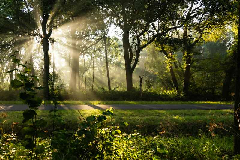 Sunlight peeping in through trees
