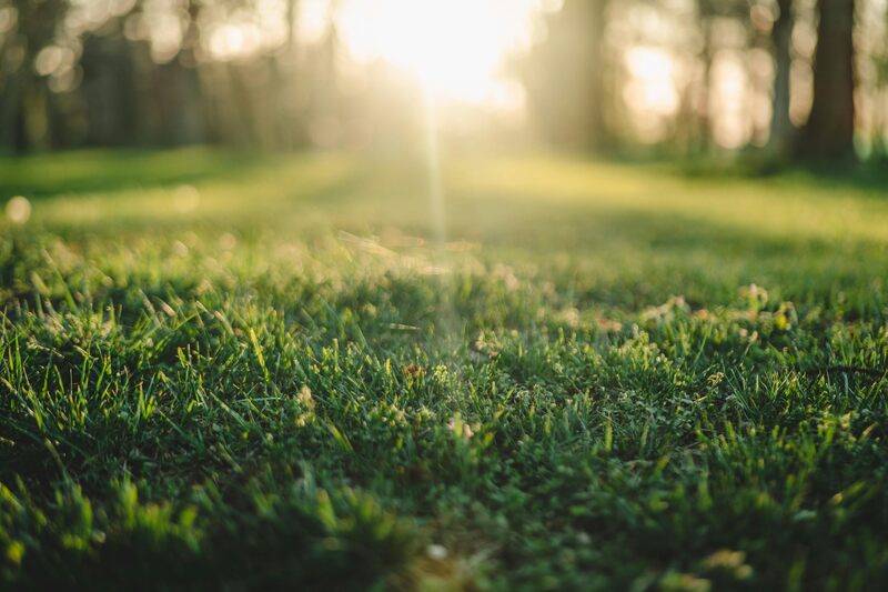 sunlight on a lawn