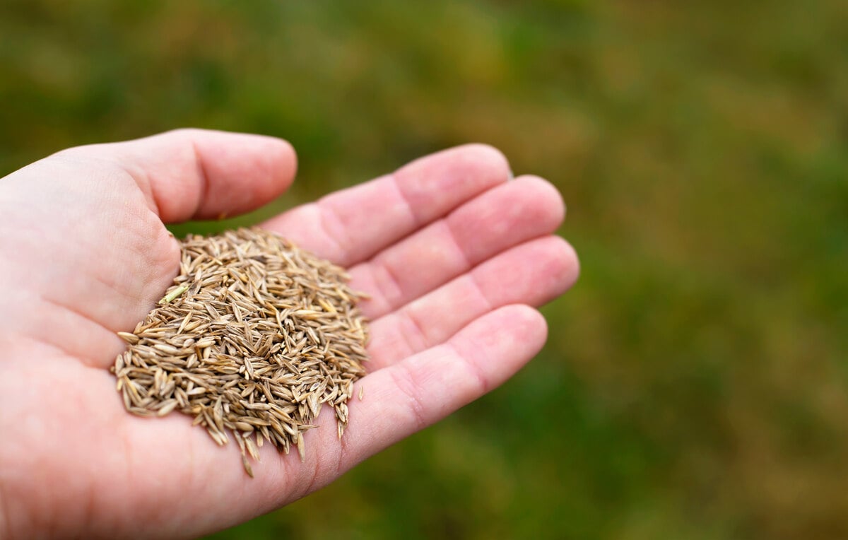 Grass seeds in hand on green background. Spring garden repair concept.