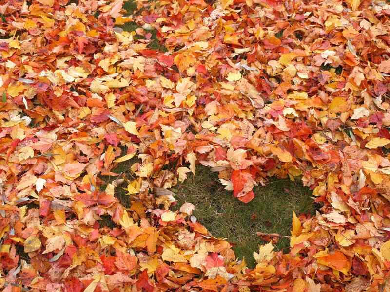 love decoration with fallen leaves