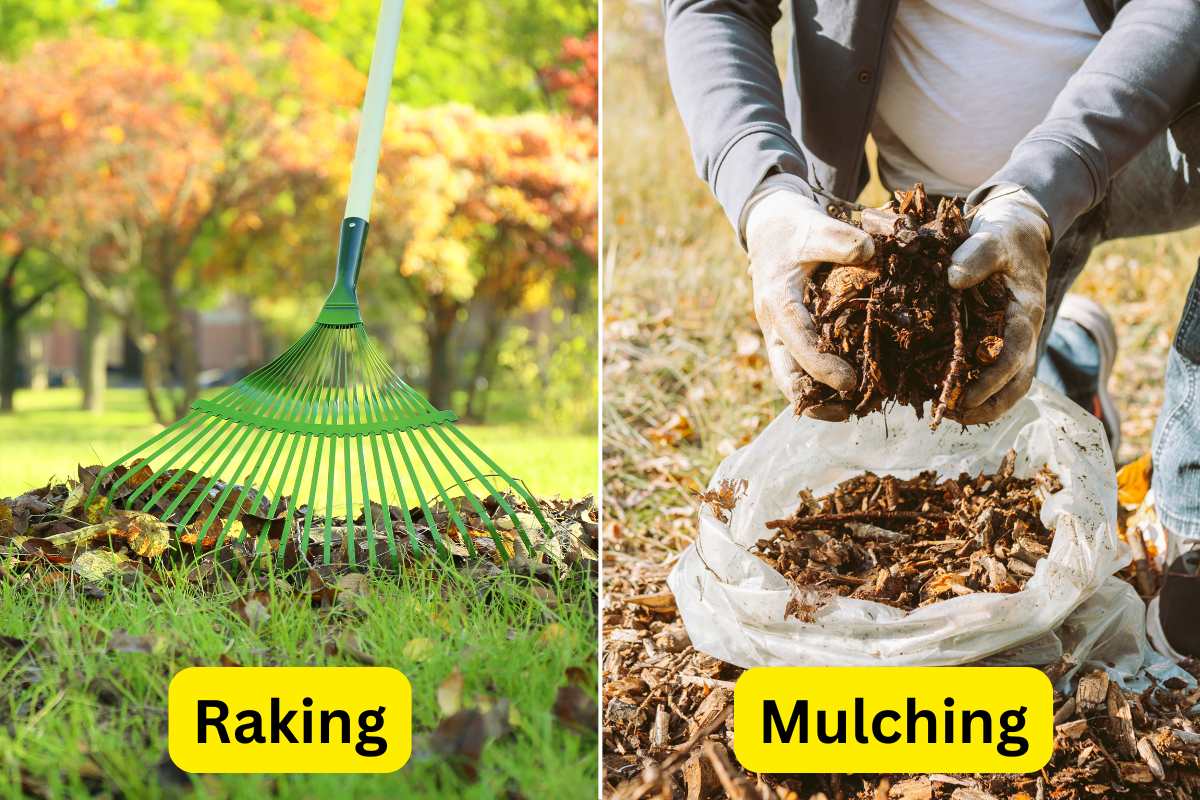 side by side image of raking and mulching