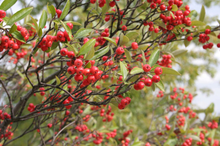 closeup of red chokeberry plant