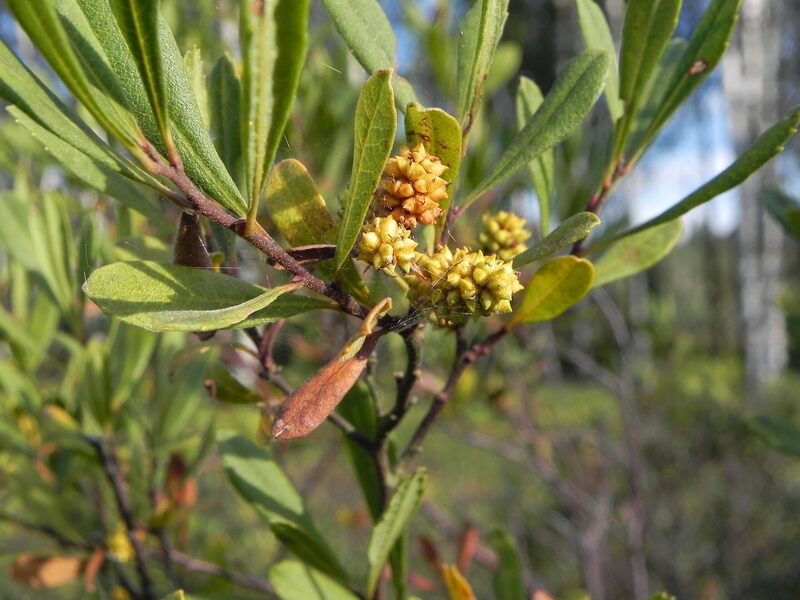 closeup of sweetgale plant