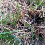 How to Fix an Over-Fertilized Lawn