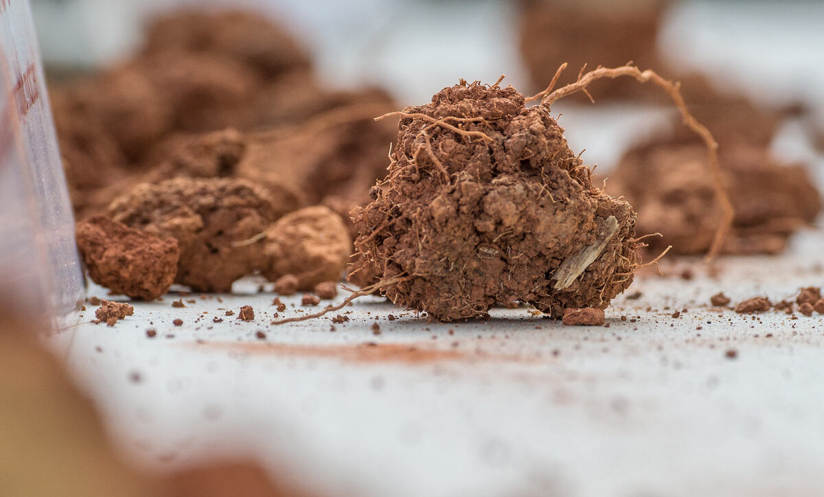 clump of healthy soil