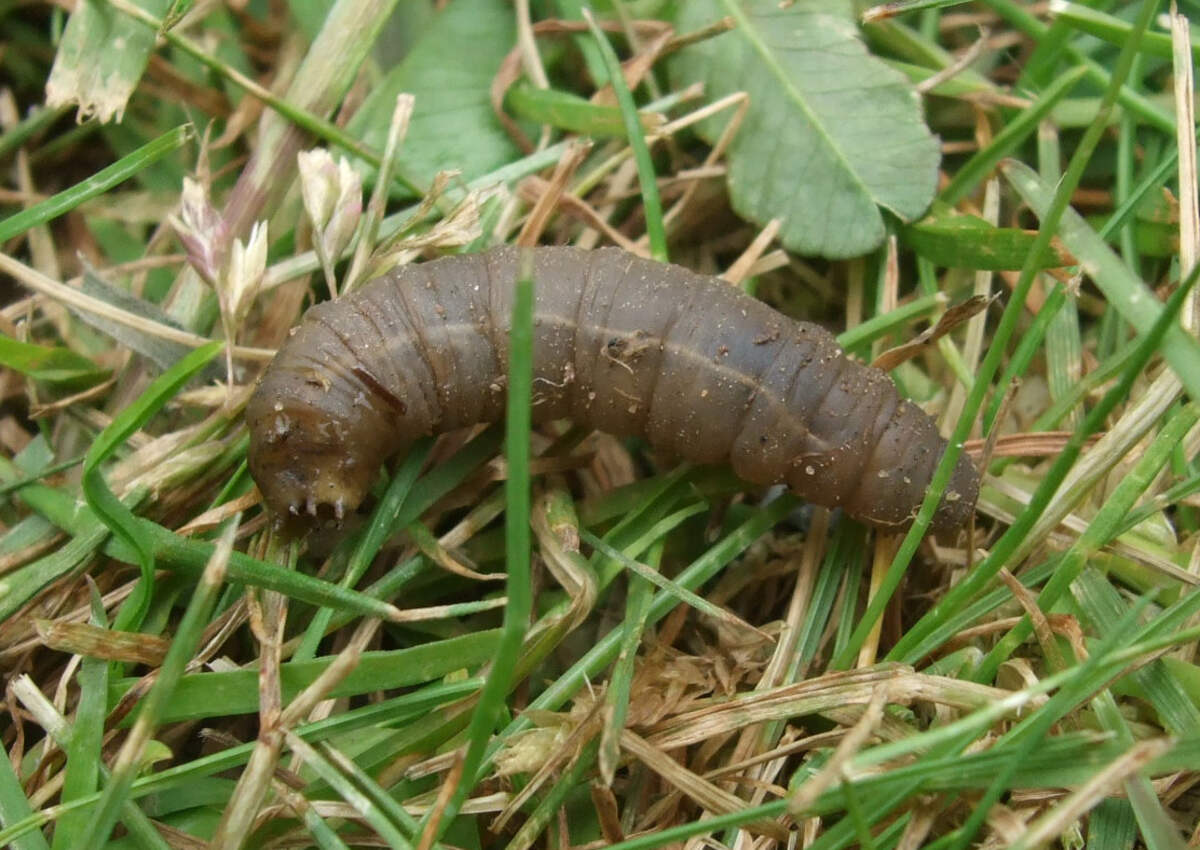 A leatherjacket (or crane fly larva) in a lawn