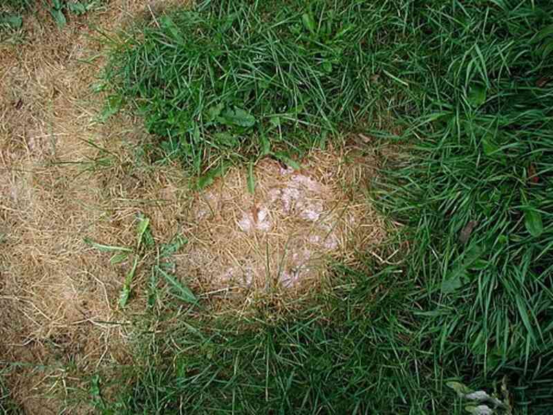 Scorching by fertilizer