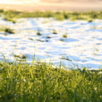 Frost Seeding vs. Dormant Seeding: What’s the Difference?
