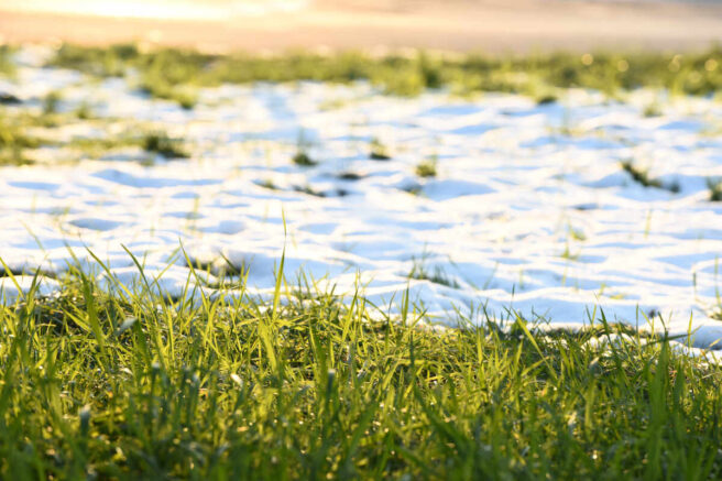 Frost Seeding vs. Dormant Seeding: What's the Difference?