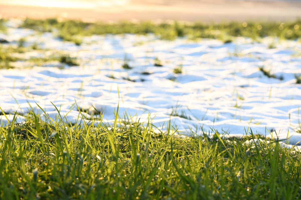 spring grass with snow melting on it
