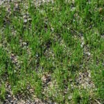 What is Dormant Seeding?