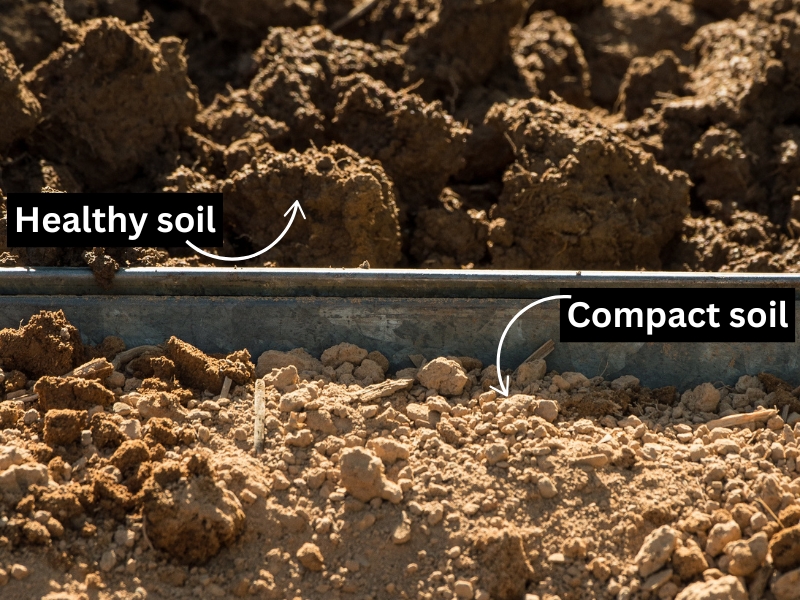 healthy soil vs compacted soil comparison