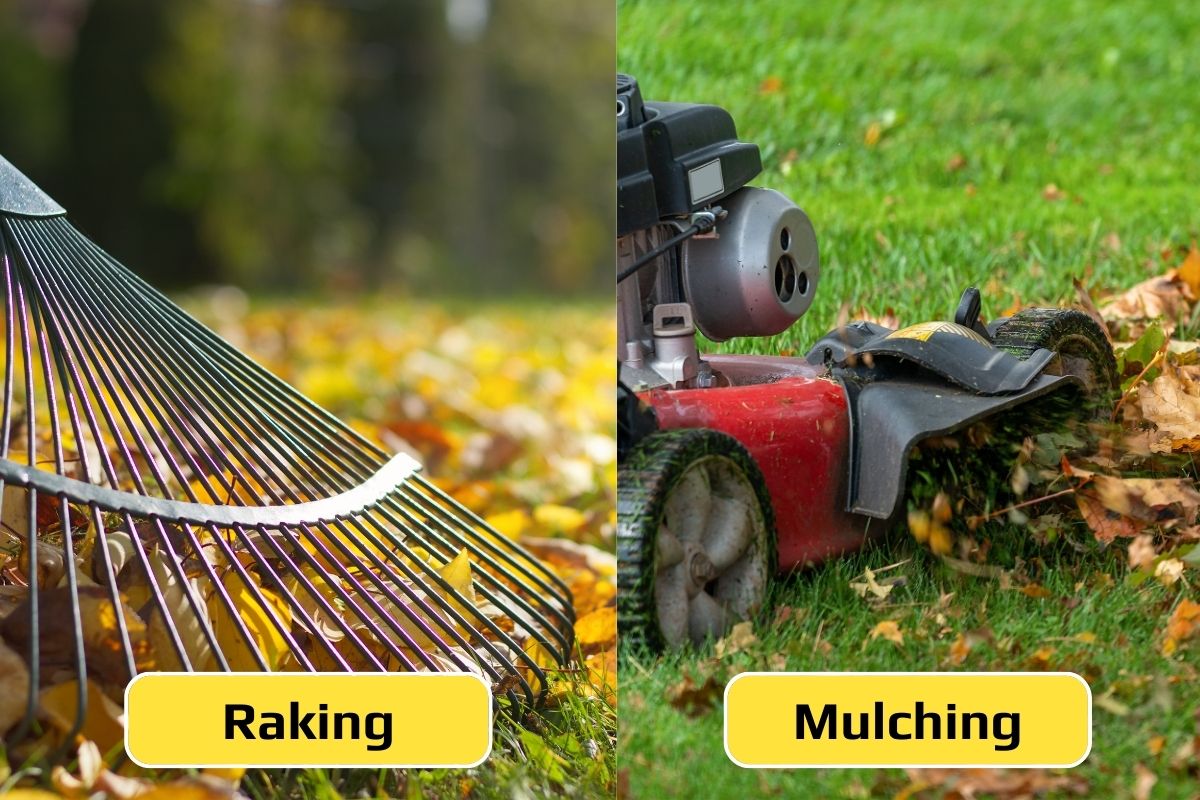 side by side image of raking and mulching