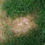 Can You Over-Fertilize Your Lawn?