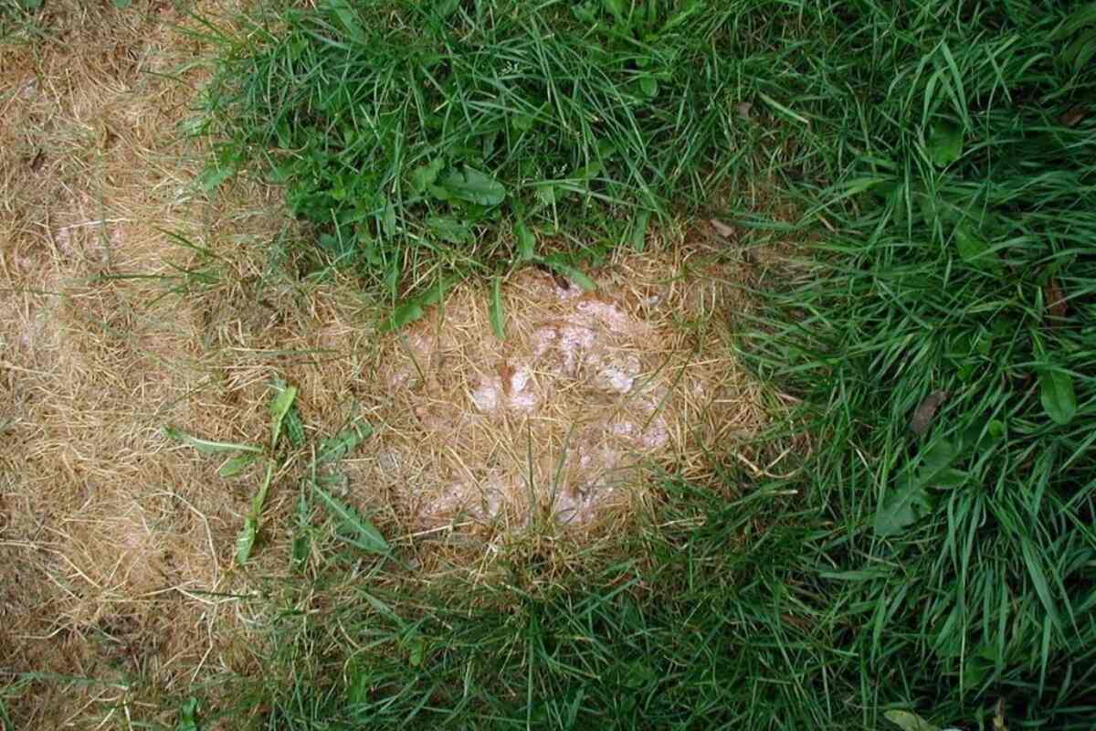 Scorching by fertilizer