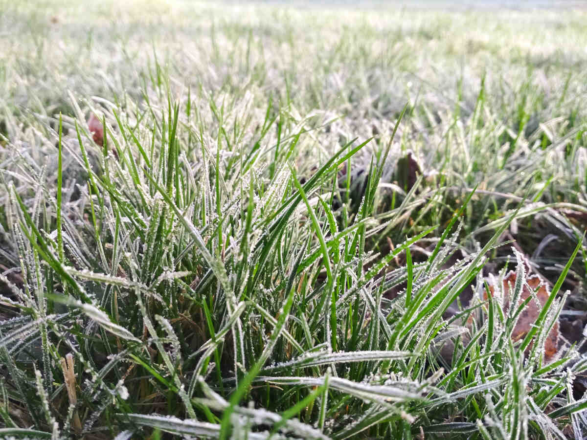 Close up young green grass. Morning frost on lawn.. Lawn blur with soft light for background.