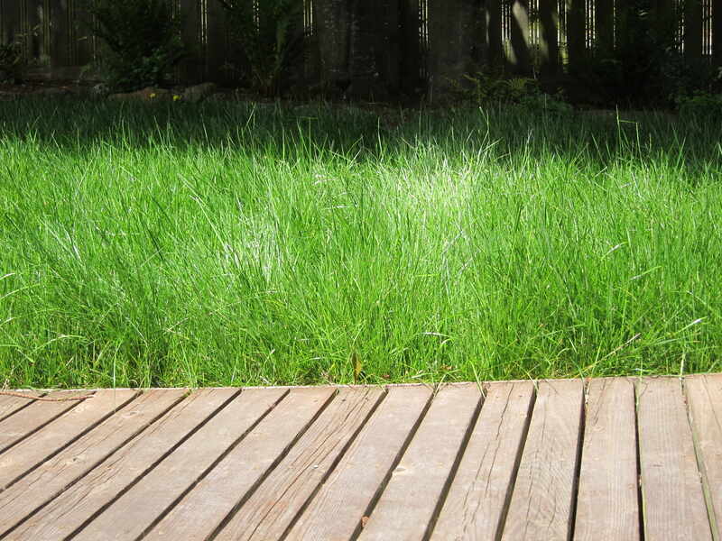 overgrown grass in a lawn with patio