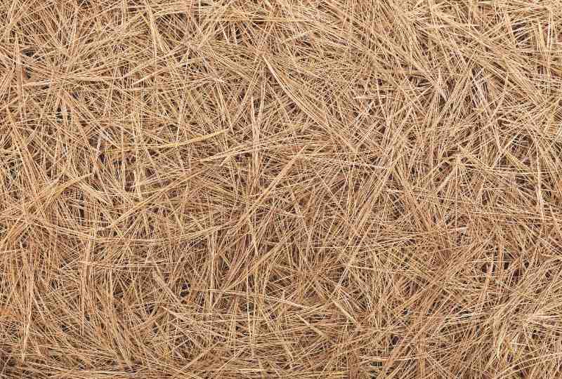 A dense layer of dry pine needles covering the ground, forming a natural mulch that helps retain soil moisture and reduce erosion