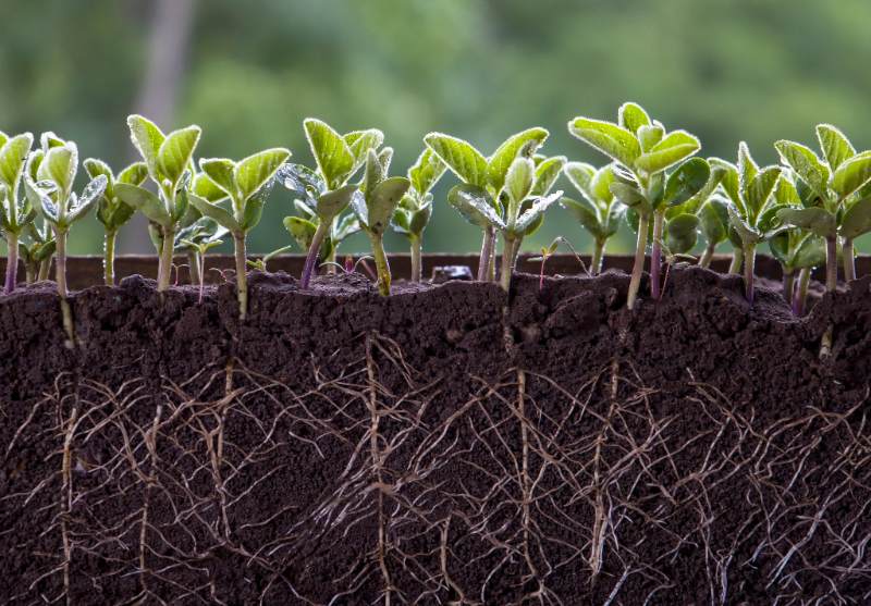 Fresh green soybean plants with roots