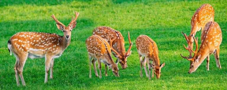fallow deer eating grass