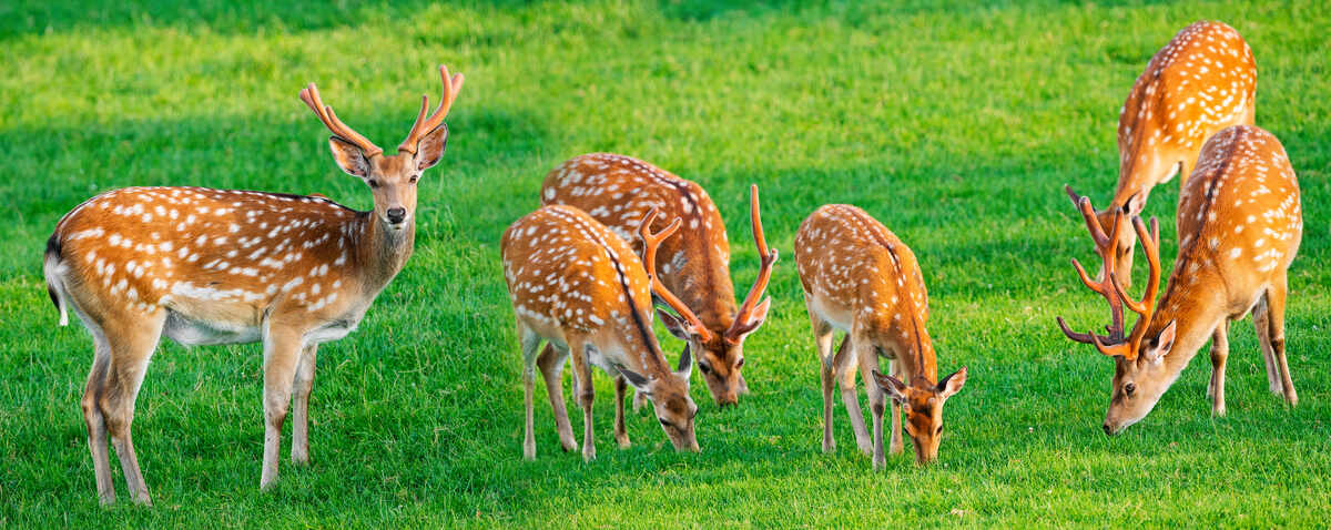 fallow deer eating grass