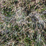 What is Snow Mold?