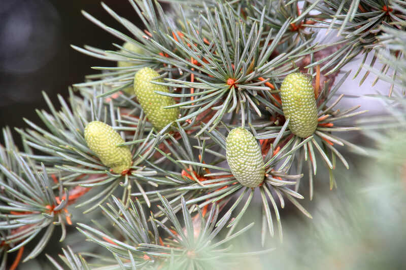 Closeup shot of pinyon pine cones
