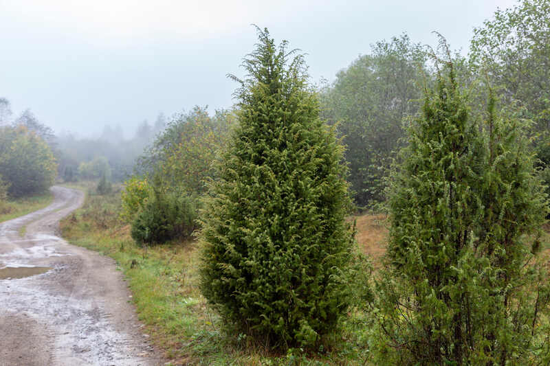 Juniperus communis, the common juniper, is a species of small tree or shrub in the genus Juniperus, in the family Cupressaceae.