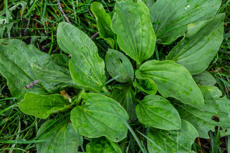 Plantago major leaves grow low among grass, showing broad green foliage with visible veins and small holes from natural wear.