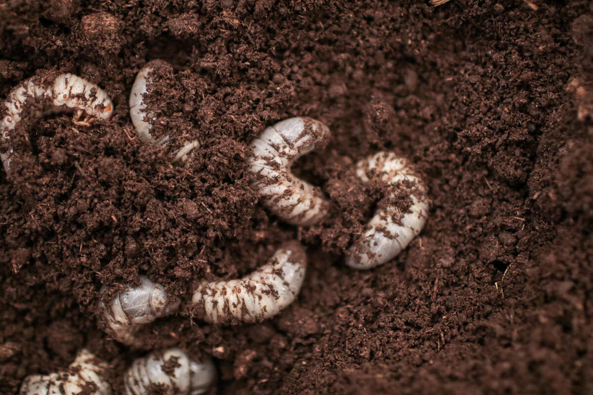 A closeup of white grubs in rich, brown soil
