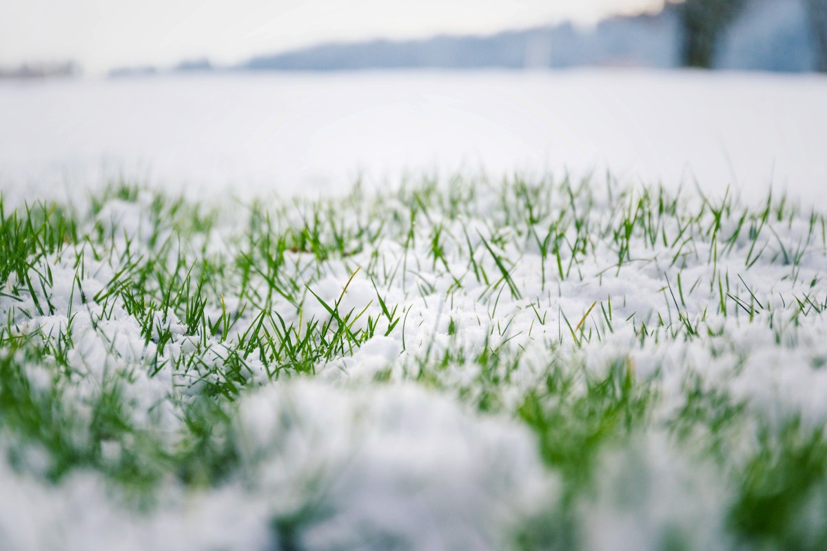 Green grass blades partially covered with melting snow, showing the transition between autumn and winter in a cold outdoor landscape.