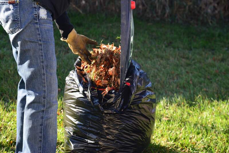 A person filling leaves in a garbage bag